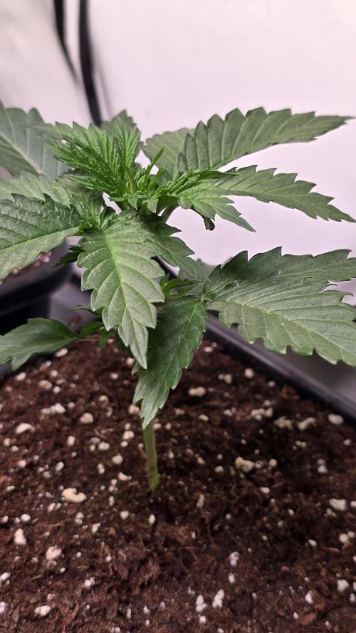 Grease Monkey. Week 2