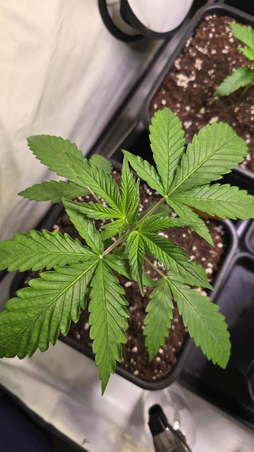 Orange Biscuite. Week 2