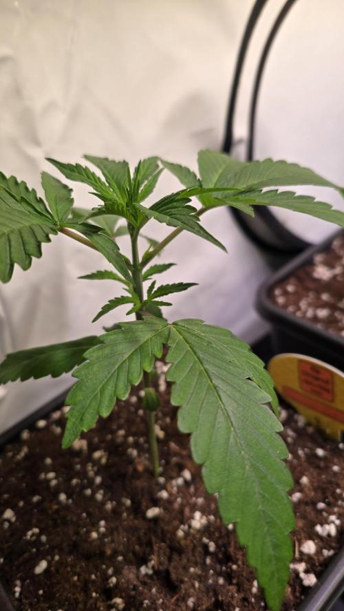 Orange Biscuite. Week 2