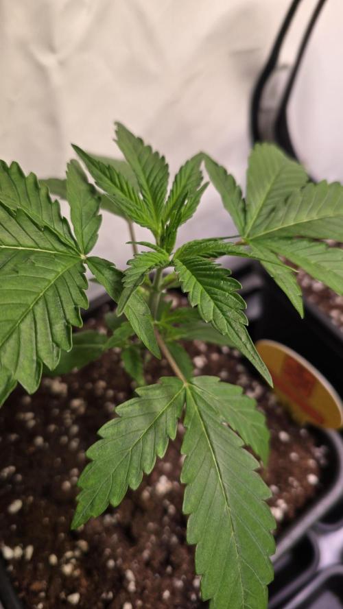 Orange Biscuite. Week 2