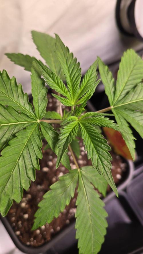 Orange Biscuite. Week 2