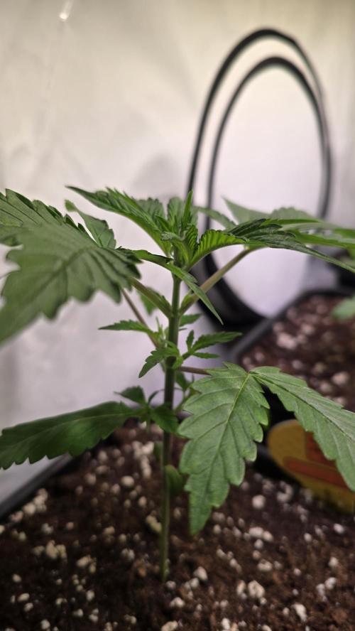 Orange Biscuite. Week 2