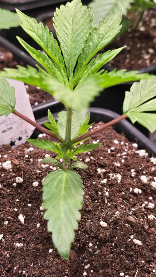 Karibean Mango. Week 2