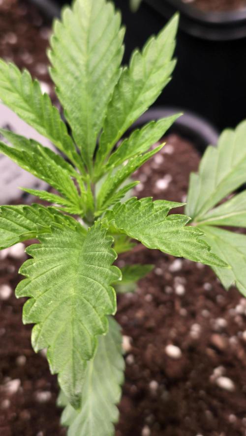 Karibean Mango. Week 2