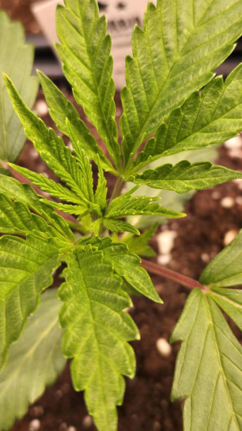 Karibean Mango. Week 2