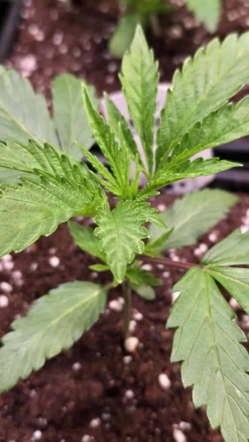 Karibean Mango. Week 2