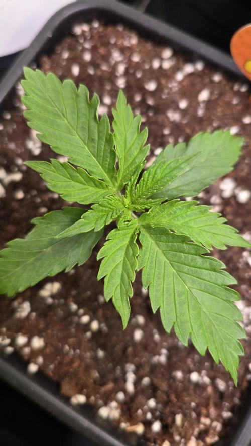Mango Crack. Week 2