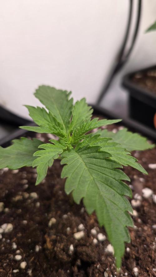 Mango Crack. Week 2