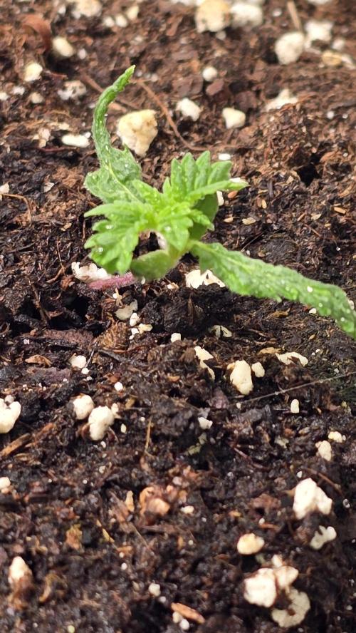 Banana Kush. Week 2
