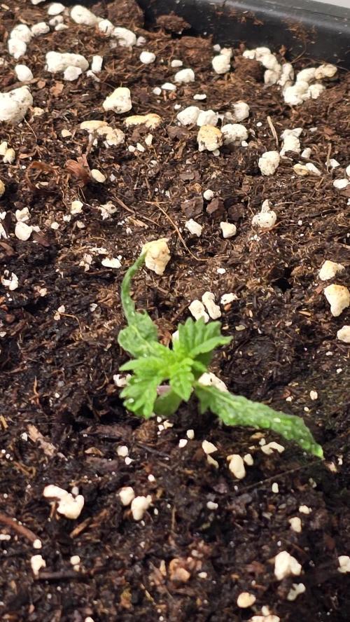 Banana Kush. Week 2