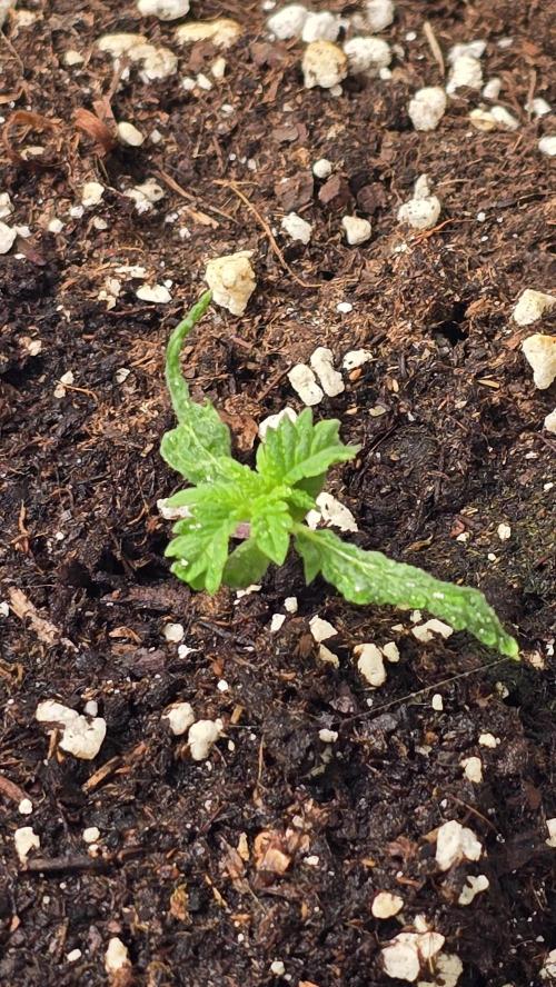 Banana Kush. Week 2