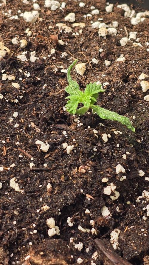 Banana Kush. Week 2