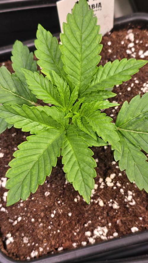 Melonade K. Week 2