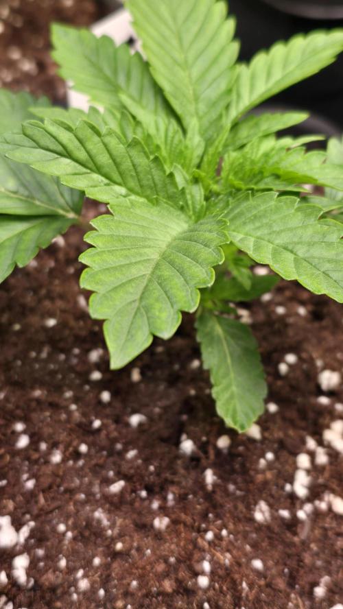 Melonade K. Week 2