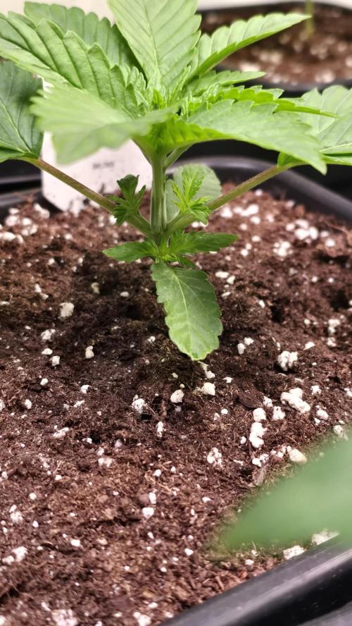 Melonade K. Week 2