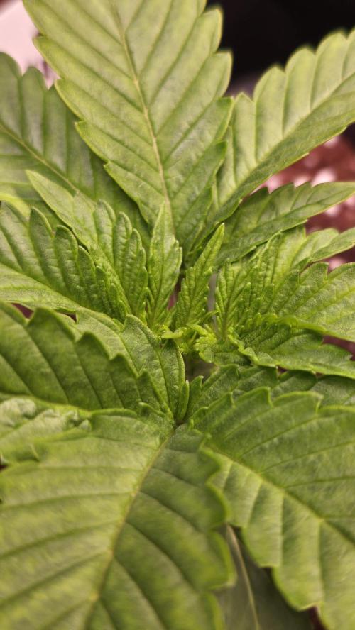 Melonade K. Week 2