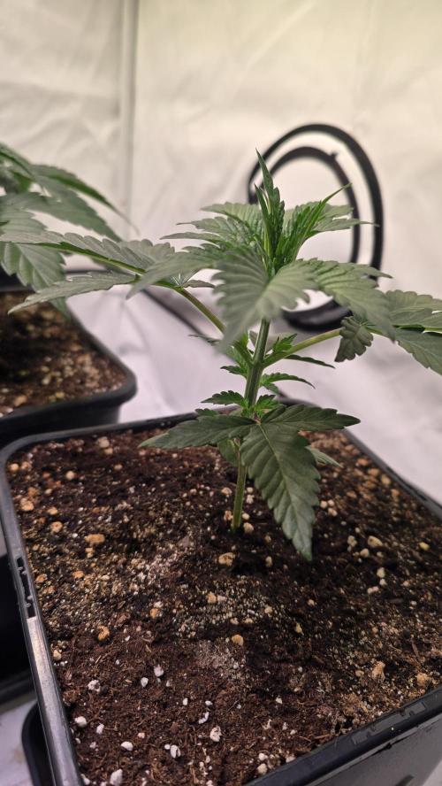 Sunset Peach. Week 3