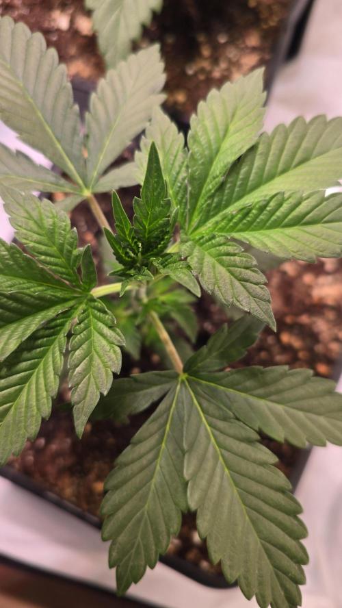 Sunset Peach. Week 3