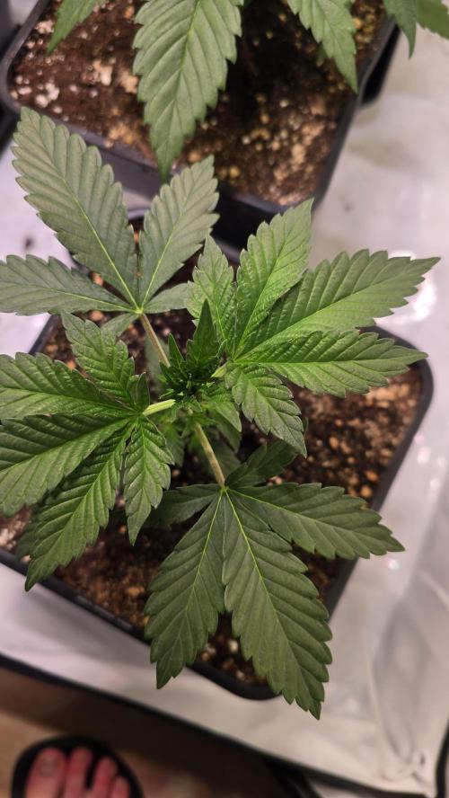 Sunset Peach. Week 3