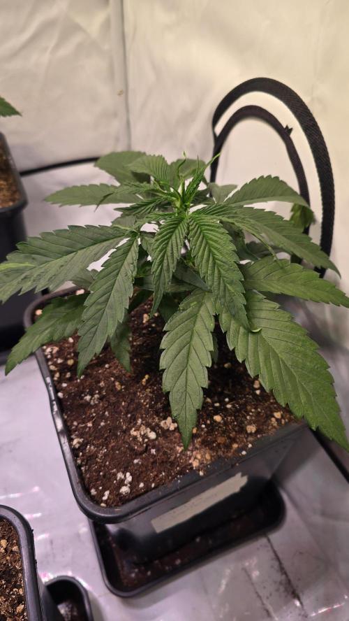 Papaya Jealousy. Week 3