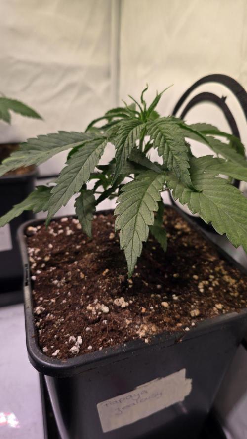 Papaya Jealousy. Week 3