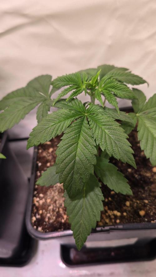 Dosimosa. Week 3