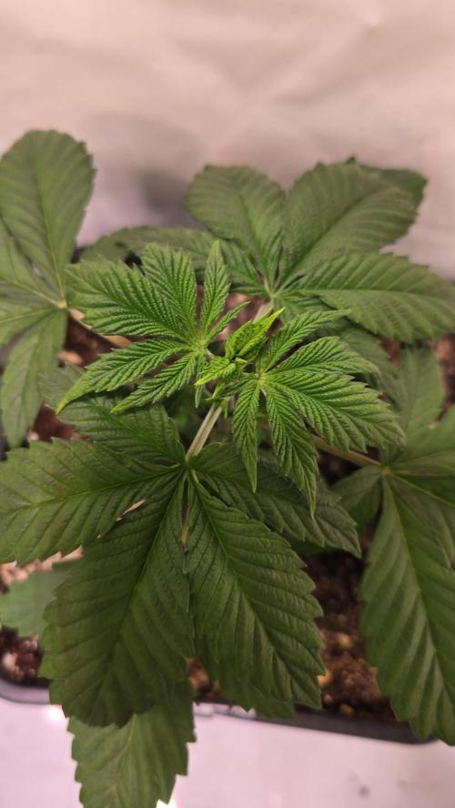 Dosimosa. Week 3