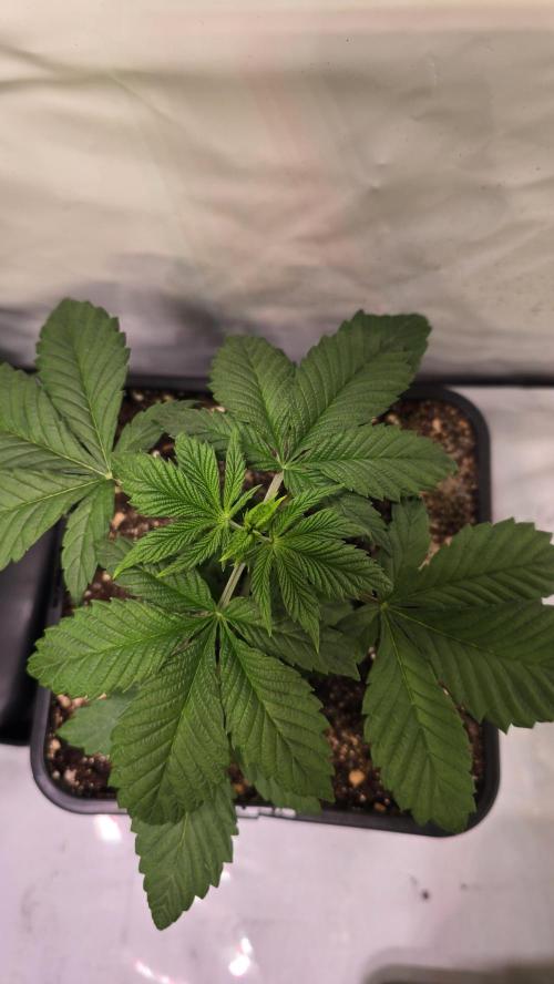 Dosimosa. Week 3