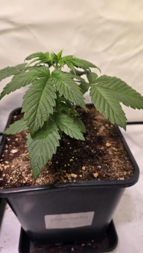 Dosimosa. Week 3