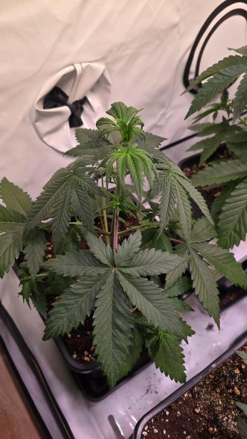 Black Cherry Punch. Week 3