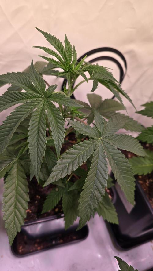 Purple Lemonade. Week 3