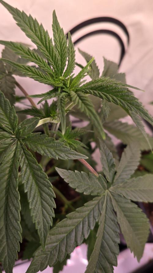 Purple Lemonade. Week 3
