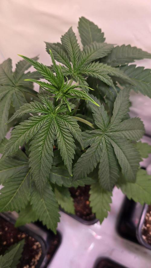 Mandarin Cookies. Week 3