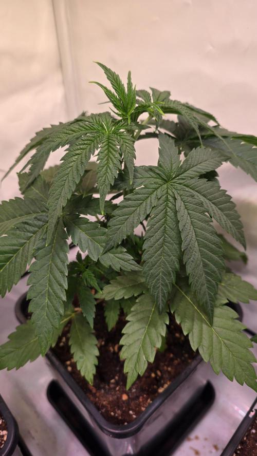 Mandarin Cookies. Week 3