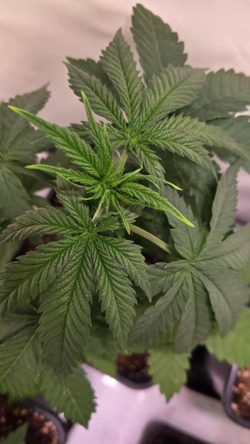 Mandarin Cookies. Week 3