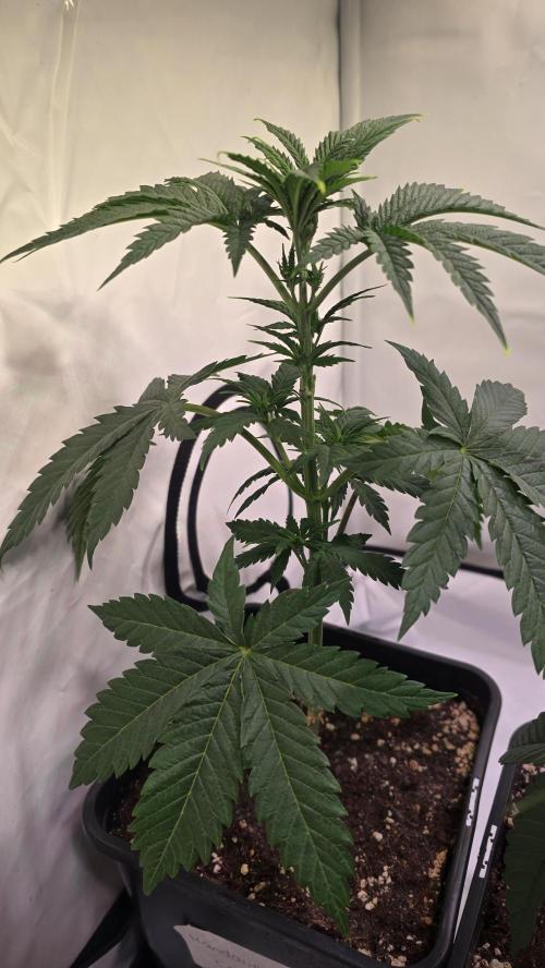 Mandarin Cookies. Week 4
