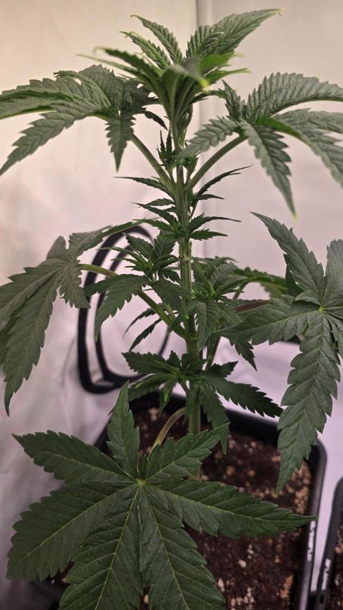 Mandarin Cookies. Week 4