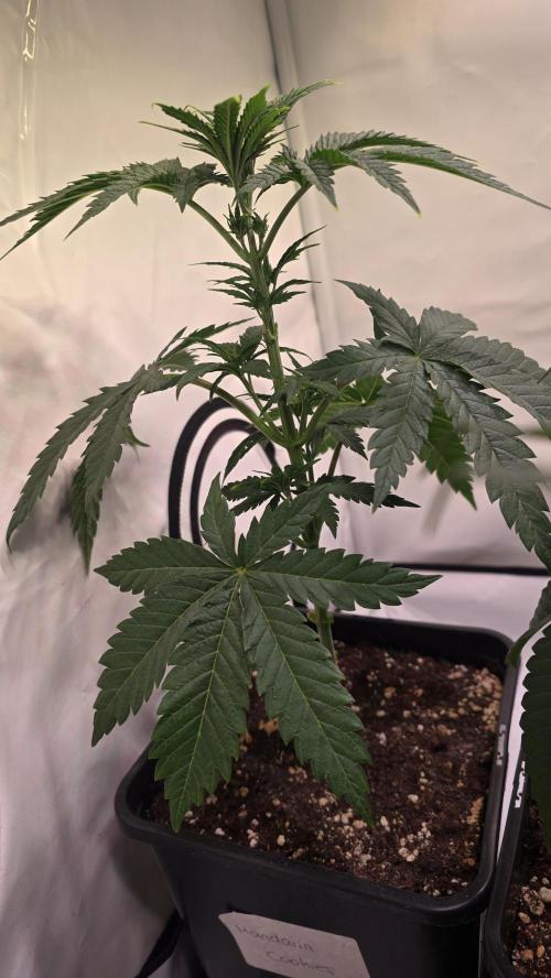 Mandarin Cookies. Week 4