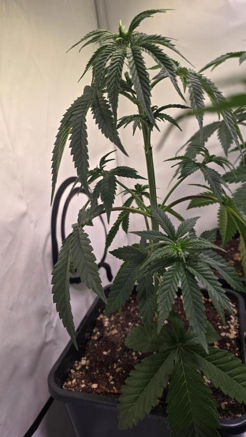 Purple Lemonade. Week 4