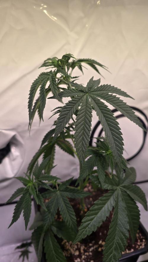 Purple Lemonade. Week 4