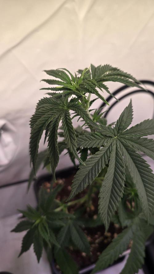 Purple Lemonade. Week 4