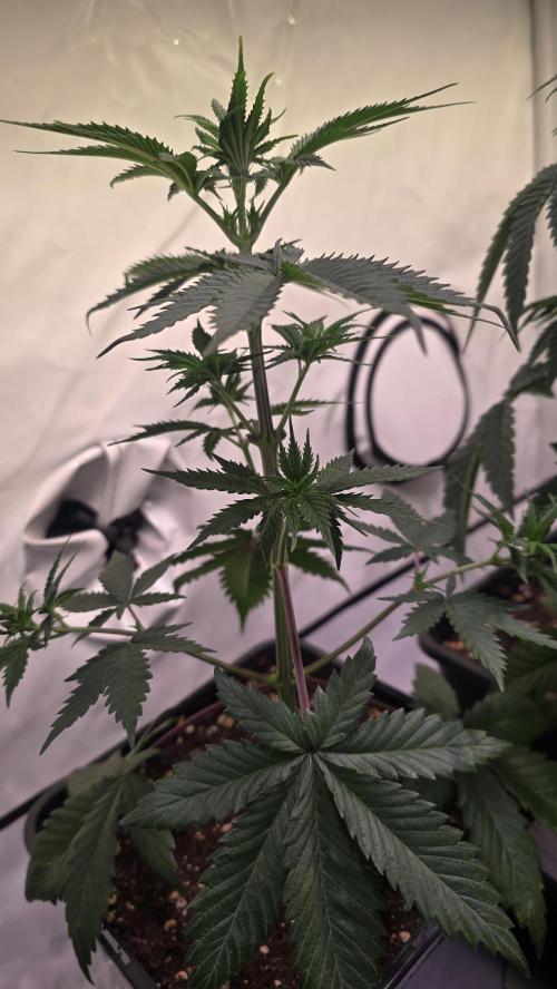 Black Cherry Punch. Week 4