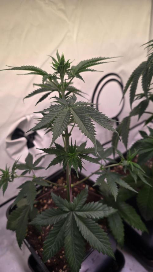 Black Cherry Punch. Week 4
