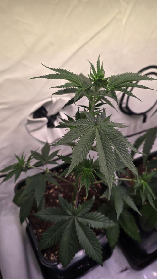 Ambient Q80+. Week 4