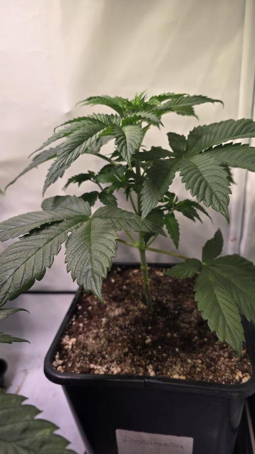 Dosimosa. Week 4