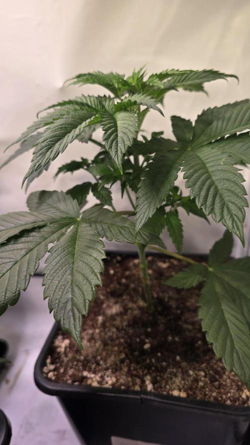 Dosimosa. Week 4