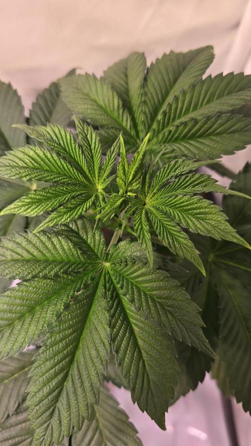 Dosimosa. Week 4