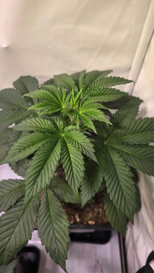 Dosimosa. Week 4