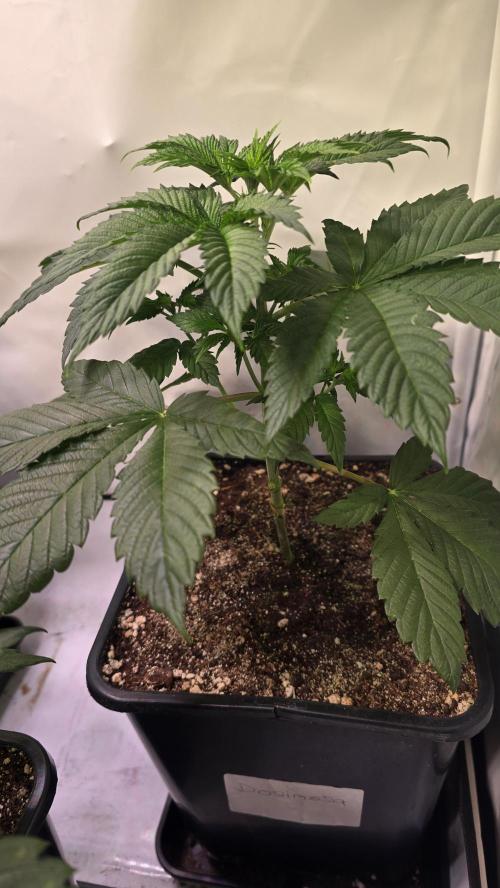 Ambient Q80+. Week 4