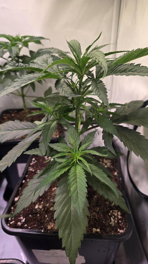 Papaya Jealousy. Week 4